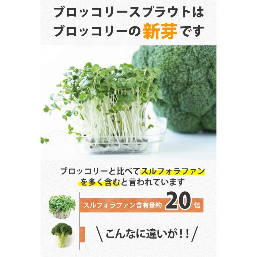 種子10袋セット スルフォラファン 見分け方 種子10袋セット