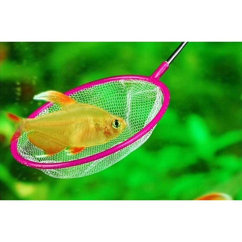 水槽 ミジンコ バクテリア 取りネット 玉網 釣りネット 網 釣具 魚を掬う 掃除 道具 小さい丸型 フィッシュ 粗い目 S サイズ10点セット Wn ヤスバヤフー店 通販 Yahoo ショッピング