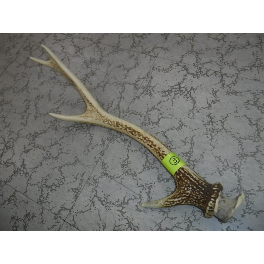 鹿角 鹿角 活き角 (3) 39cm : やすだ釣具 ヤフー店 - 通販 - Yahoo!ショッピング