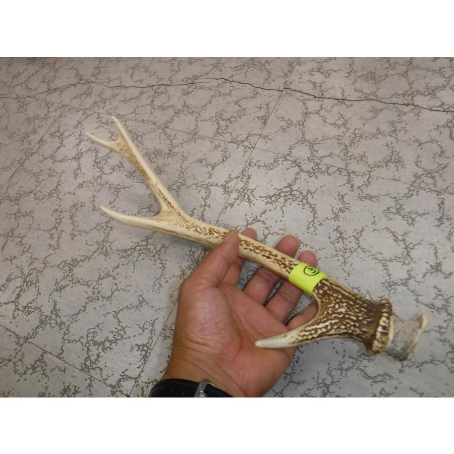 鹿角 活き角 (3) 39cm : やすだ釣具 ヤフー店 - 通販 - Yahoo!ショッピング