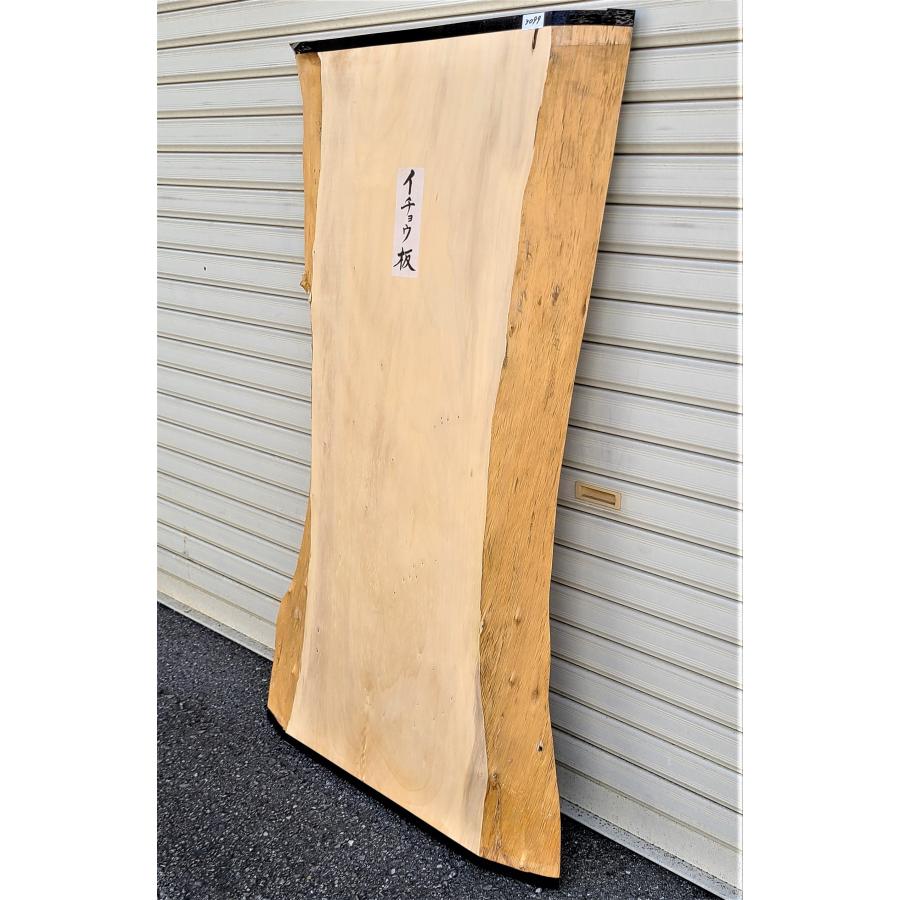 イチョウ 銀杏 (3099) 1230×415〜495×54 無垢板 厚板 プレナー