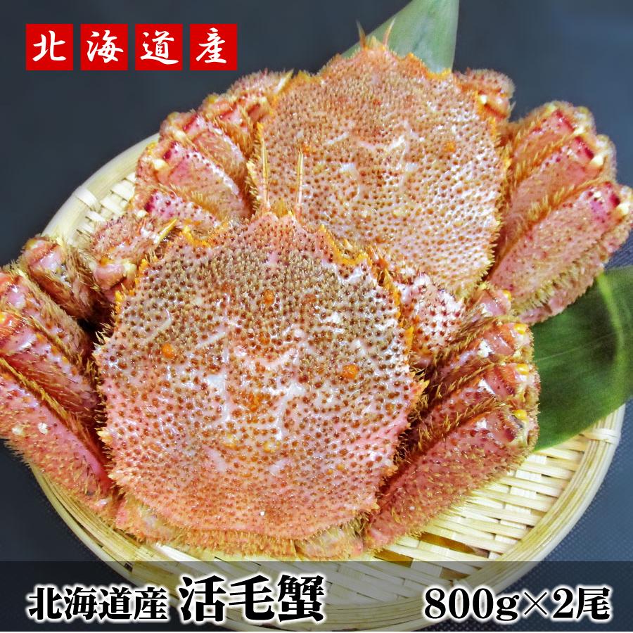 最終値下げ 北海道産活毛ガニ 800g 2尾 株式会社安岡商店 通販 Yahoo ショッピング 年最新海外 Hhib Com Br