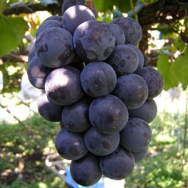 《送料無料》山梨県笛吹市産　藤稔(大峰)2K（2〜4房入り） | 