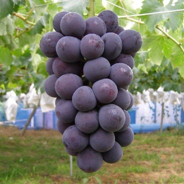 《送料無料》山梨県笛吹市産　極旨種なし巨峰2K（3〜5房入り） | 