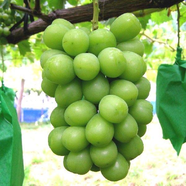 《送料無料》山梨県笛吹市産　極旨シャインマスカット2K（3〜5房入り） | 