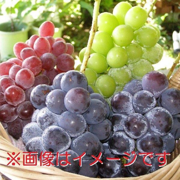 《送料無料》山梨県笛吹市産　旬の味ぶどう詰め合わせ　おまかせBセット2K（4〜5房入り） | 