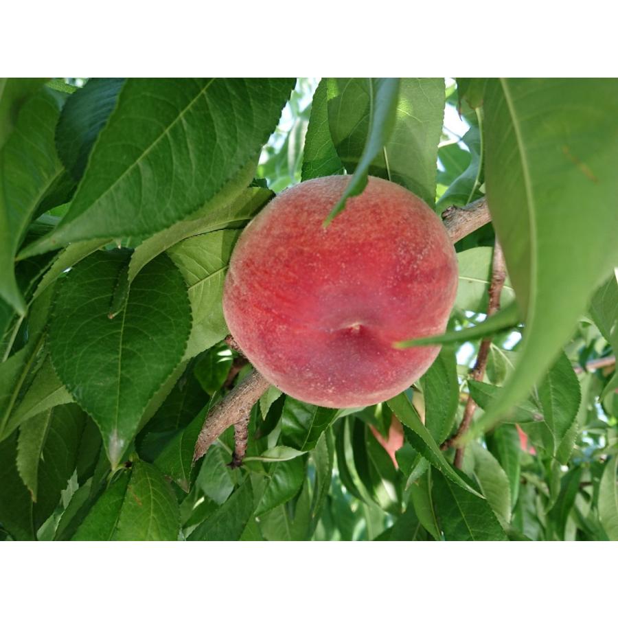 桃 山梨県産 加納岩白桃 5キロ箱（5kg 15〜18玉入り秀品クラス）送料