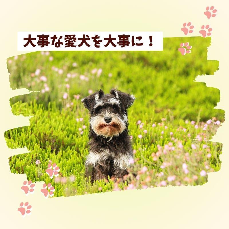 ペットライン ドクターズケア 犬 キドニーケア パウチ 60g×12袋