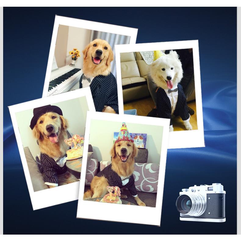 犬服 犬 服 紺スーツ フォーマル タキシード ドッグ ドッグウエア 男の子 誕生日 結婚式 イベント 大型犬 ネイビー 仮装 変身 コスプレ 記念日 お祝い ペット服 Pet Y Cute 通販 Yahoo ショッピング