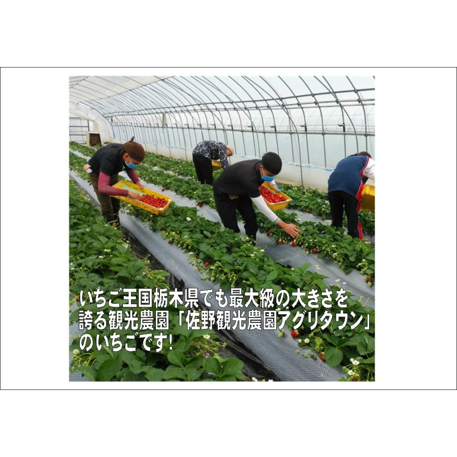 株 佐野観光農園アグリタウン 栃木のいちご とちおとめ2パック 栃木県佐野市産 Nou06 佐野グルメマーケット 通販 Yahoo ショッピング