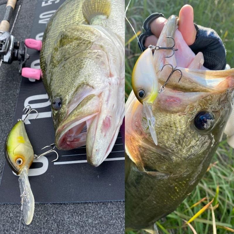 DAIWA（ダイワ） スティーズクランク 700 マットホロワカサギ : 釣具の