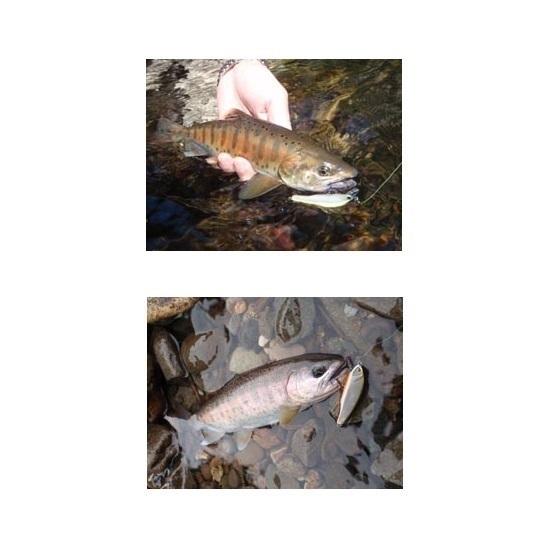 スミス D-インサイト53 12 ウグイ / トラウト ヘビーシンキング ミノー