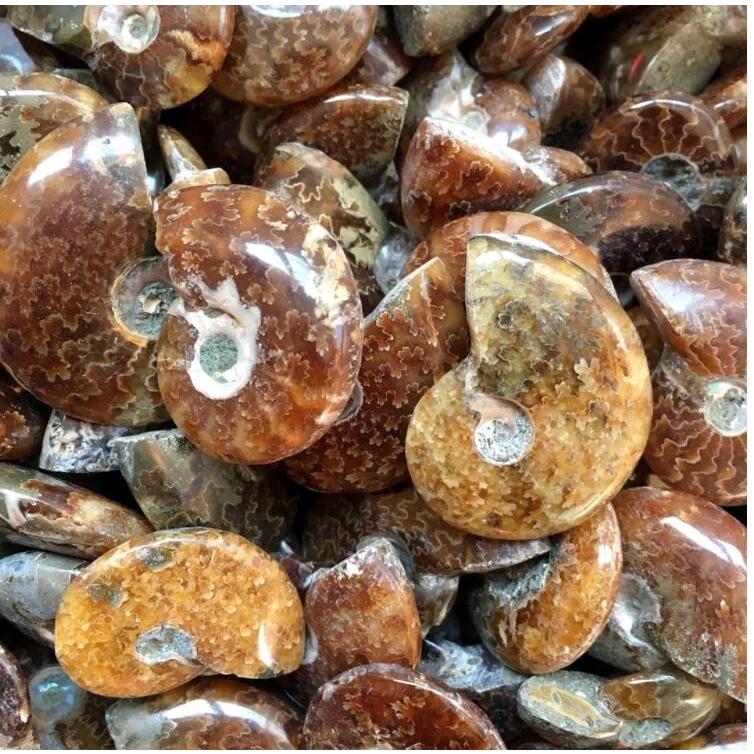 アンモナイト化石 約30cm アンモナイト化石 ③ 中生代 白タイプ 反射あります | Hanamomo