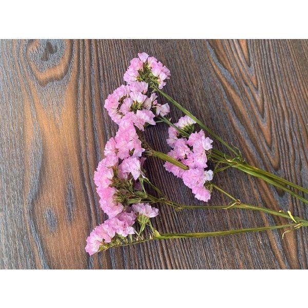 スターチス ピンク Yl Pr Ylangylang ヤフー店 通販 Yahoo ショッピング