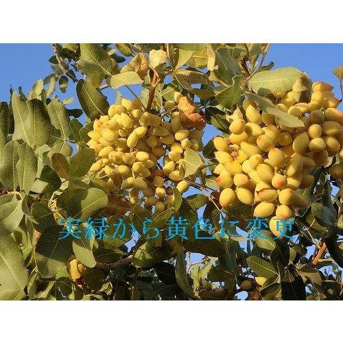 ナッツの王様 ピスタチオ サフランづけ 80g コレステロールゼロ 送料無料 ポスト投函便 マグーズショップ 通販 Yahoo ショッピング