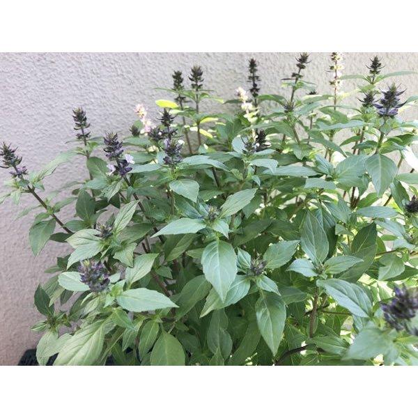 21年 ホーリーバジルの鉢植え 3本立て オオヤラマ トゥルシー 同梱不可 限定販売 Hollybasil Hachi マグーズショップ 通販 Yahoo ショッピング