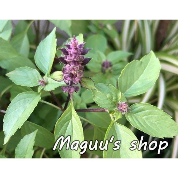 10袋セット ホーリーバジルの種 オオヤ ラマ トゥルシーの種 1袋 30粒程度 10袋 Hollybasil Tane10 マグーズショップ 通販 Yahoo ショッピング