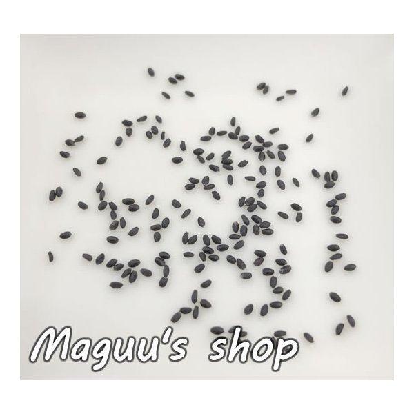 3袋セット ホーリーバジルの種 オオヤ ラマ トゥルシーの種 1袋 30粒程度 3袋 Hollybasil Tane3 マグーズショップ 通販 Yahoo ショッピング