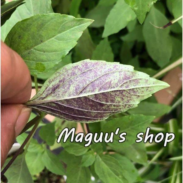 3袋セット ホーリーバジルの種 オオヤ ラマ トゥルシーの種 1袋 30粒程度 3袋 Hollybasil Tane3 マグーズショップ 通販 Yahoo ショッピング