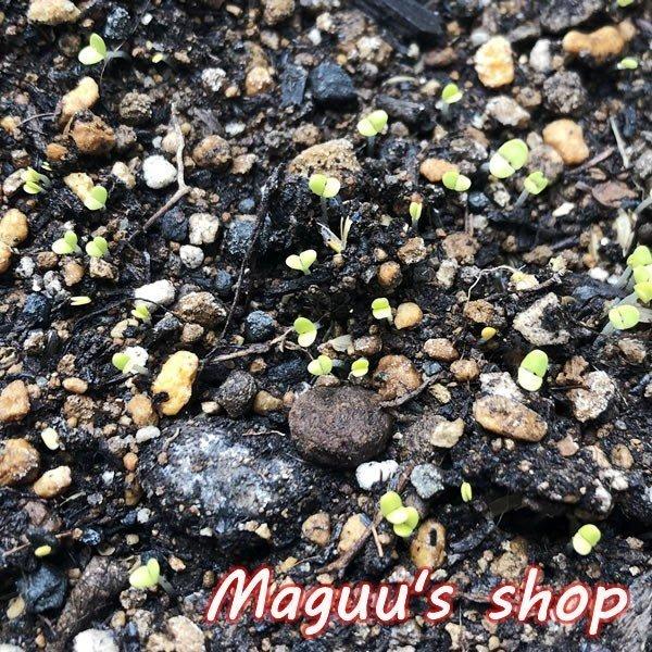 ホーリーバジルの種 オオヤ ラマ トゥルシーの種 1袋 30粒程度 Hollybasil Tane マグーズショップ 通販 Yahoo ショッピング