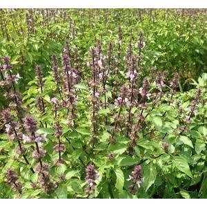 乾燥ホーリーバジル オオヤ ラマ トゥルシー マグー農園 10g 送料無料 ポスト投函便対象 Holybajiltea M マグーズショップ 通販 Yahoo ショッピング