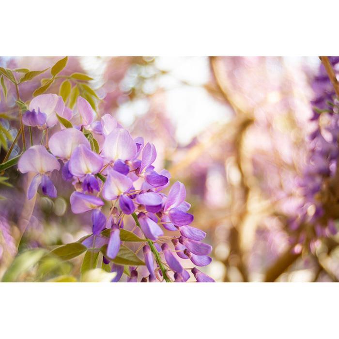 レンズ(単焦点) Meyer Optik Gorlitz Trioplan 35mm F2.8 Meyer Optik Gorlitz Trioplan 35mm F2.8 II [ペンタックス用] 価格