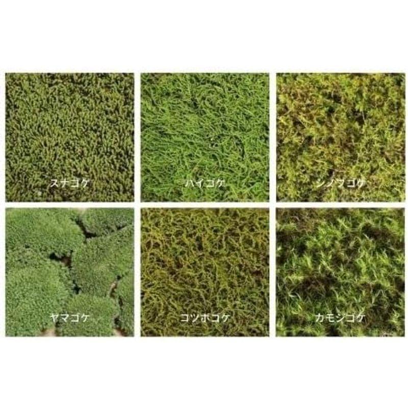 商品が購入 生きてる乾燥苔 スナゴケ 28×58cm 国産こけシート 庭園 テラリウム コケマット 壁 屋上 緑化