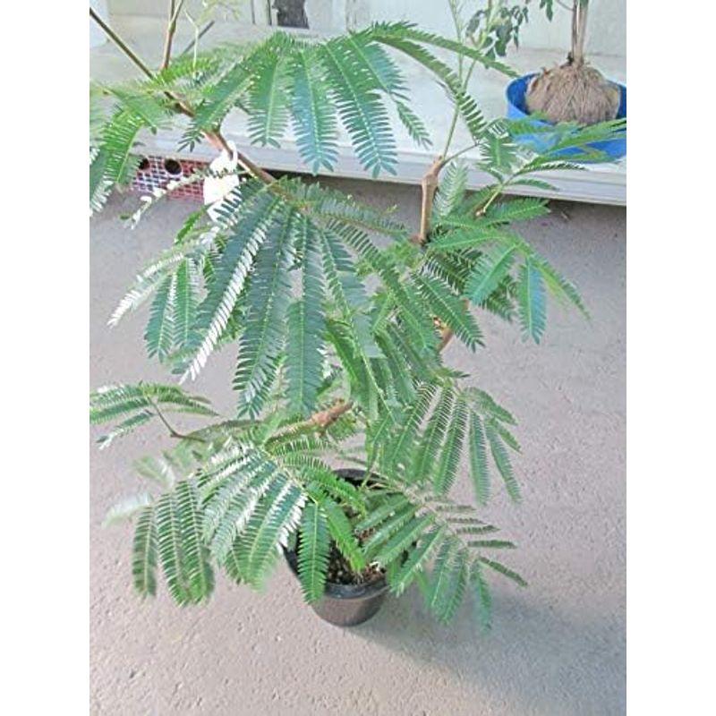 Y*T様 エバーフレッシュ　観葉植物　曲がり　8号　約100センチ エバーフレッシュ 8号 曲がり | HitoHana（ひとはな）