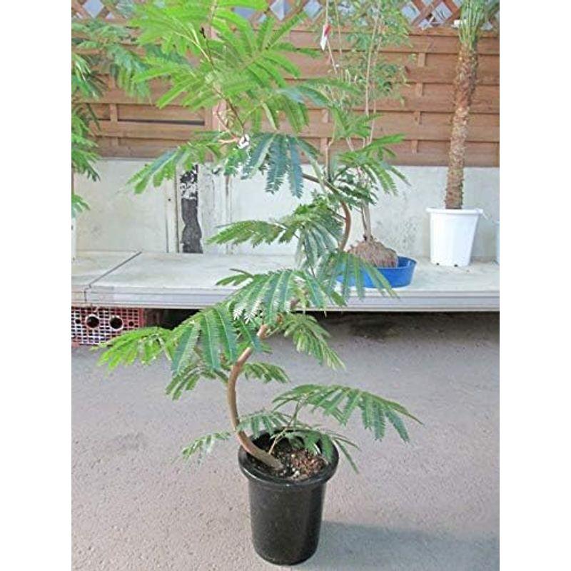 エバーフレッシュ 曲がり仕立て 大型 155㎝ 8号鉢 整った樹形