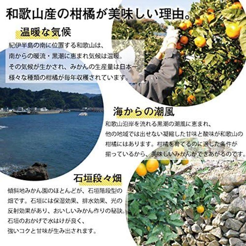 みかん 清見 はるみ 甘夏 など 伊藤農園 みかん ジュース きよみ ジュース 100% 無添加 750ml ×12本 ギフト 100％ みかん ジュース 　 清見 はるみ 甘夏 など 伊藤農園 きよみ 100% 無添加 750ml ×12本 ギフト 100％