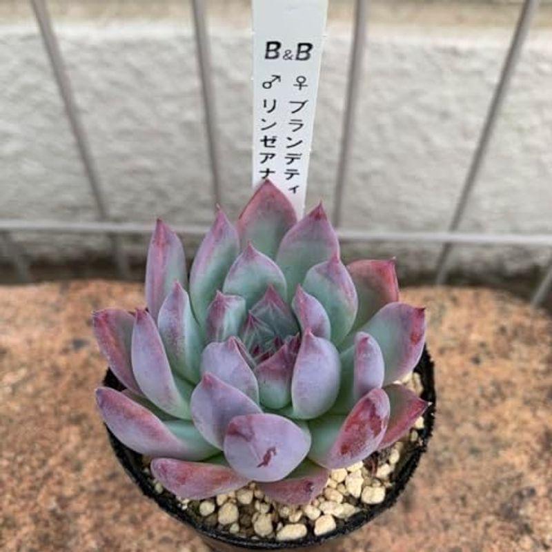 ブランデティxリンゼアナ ポット 札付き 多肉植物