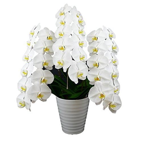 胡蝶蘭白大輪3本立ち33輪以上 白ラグジュアリーラッピング付き花うえ木札付き