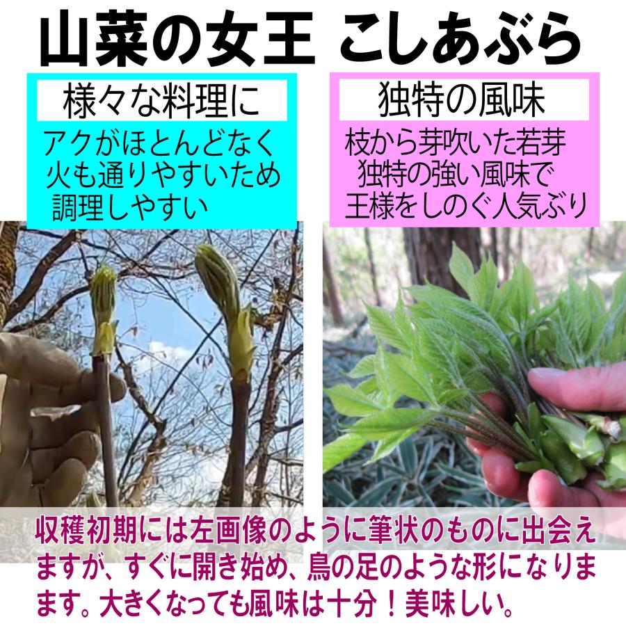 BOX満タン】【保冷剤で鮮度保持】[新潟魚沼産] 山菜 4種詰合