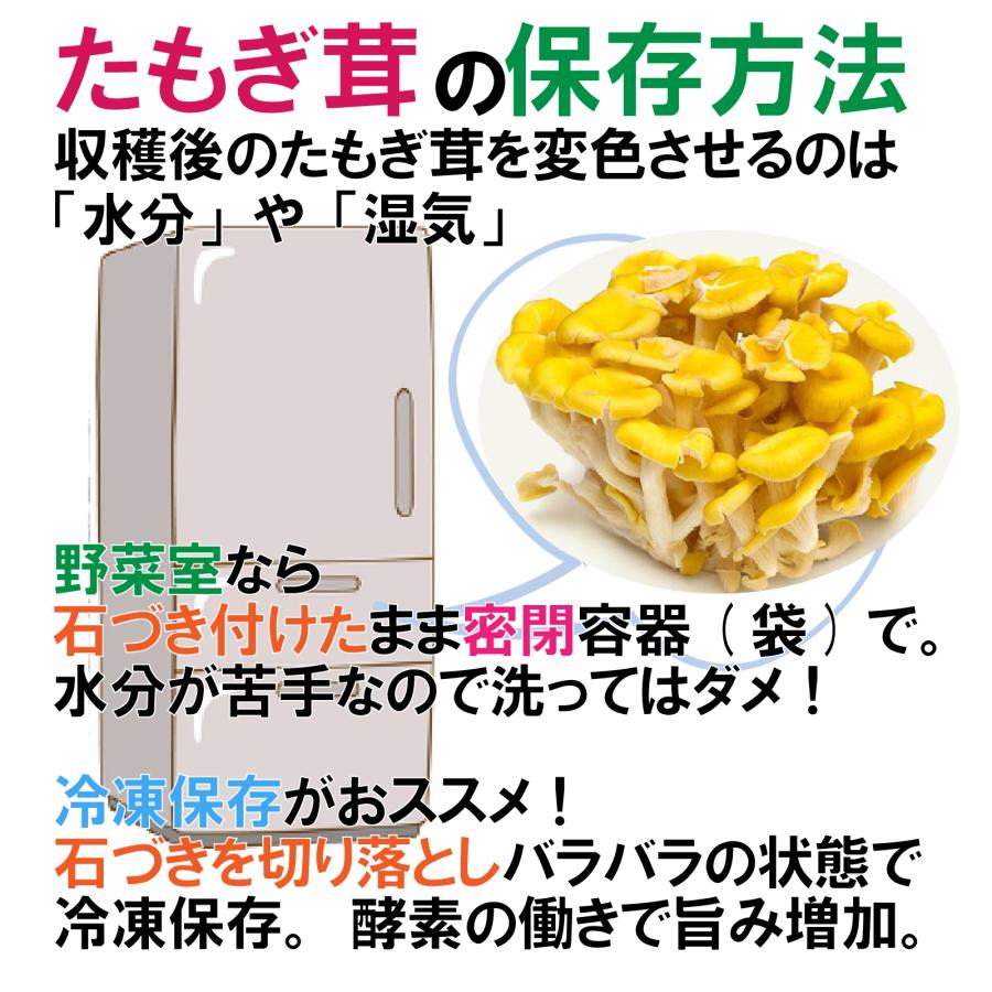 スーパーキノコボーイ様用 幸せの黄色い スーパーきのこ「(生)たもぎ茸」約500g（約250g×2株