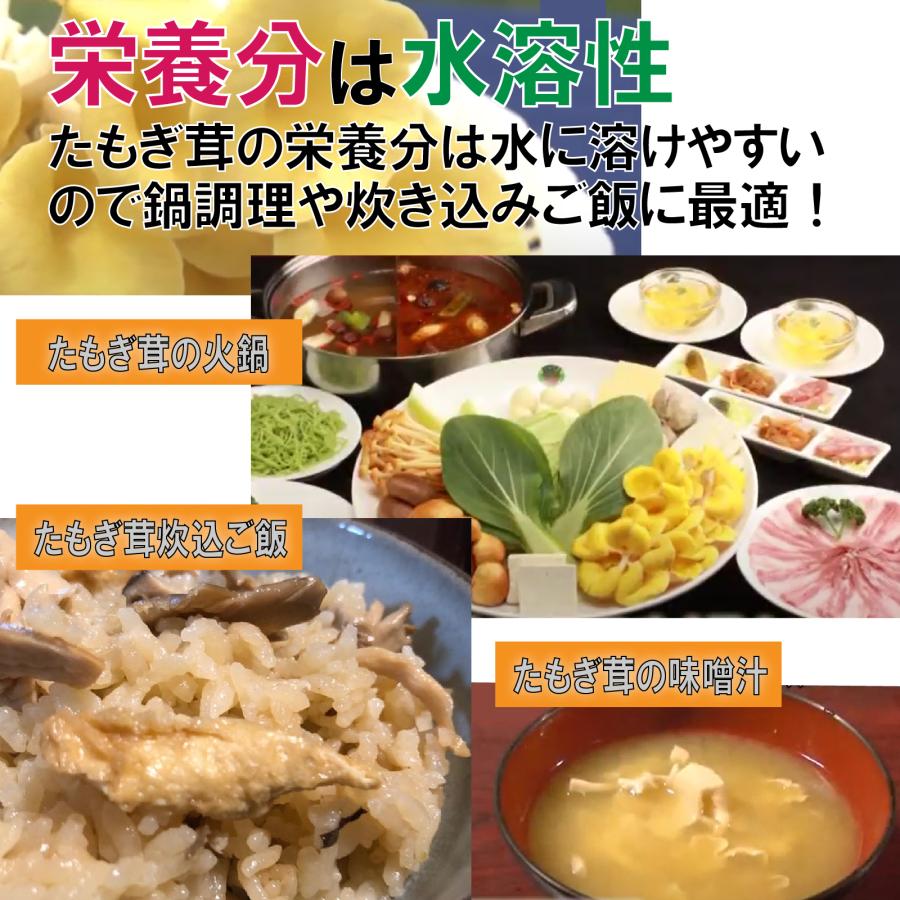 幸せの黄色い スーパーきのこ「(生)たもぎ茸」約500g（約250g×2株
