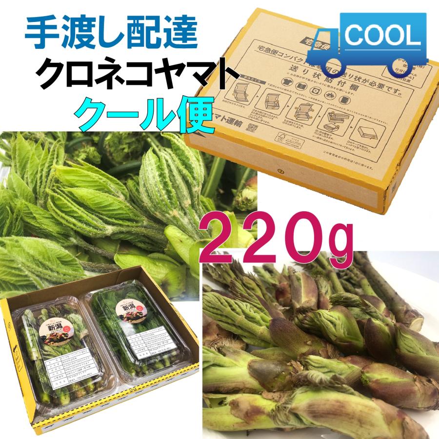 クール便】【220g】［新潟魚沼産］山菜の王様「たらの芽」＆女王