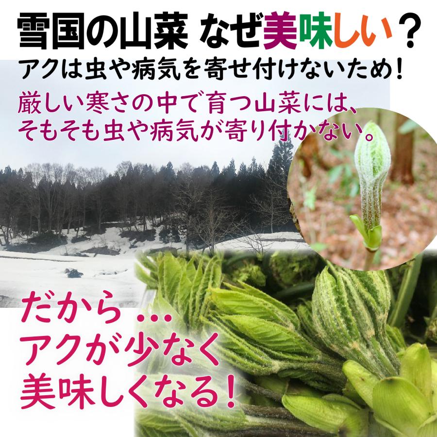 クール便】【220g】［新潟魚沼産］山菜の王様「たらの芽」＆女王