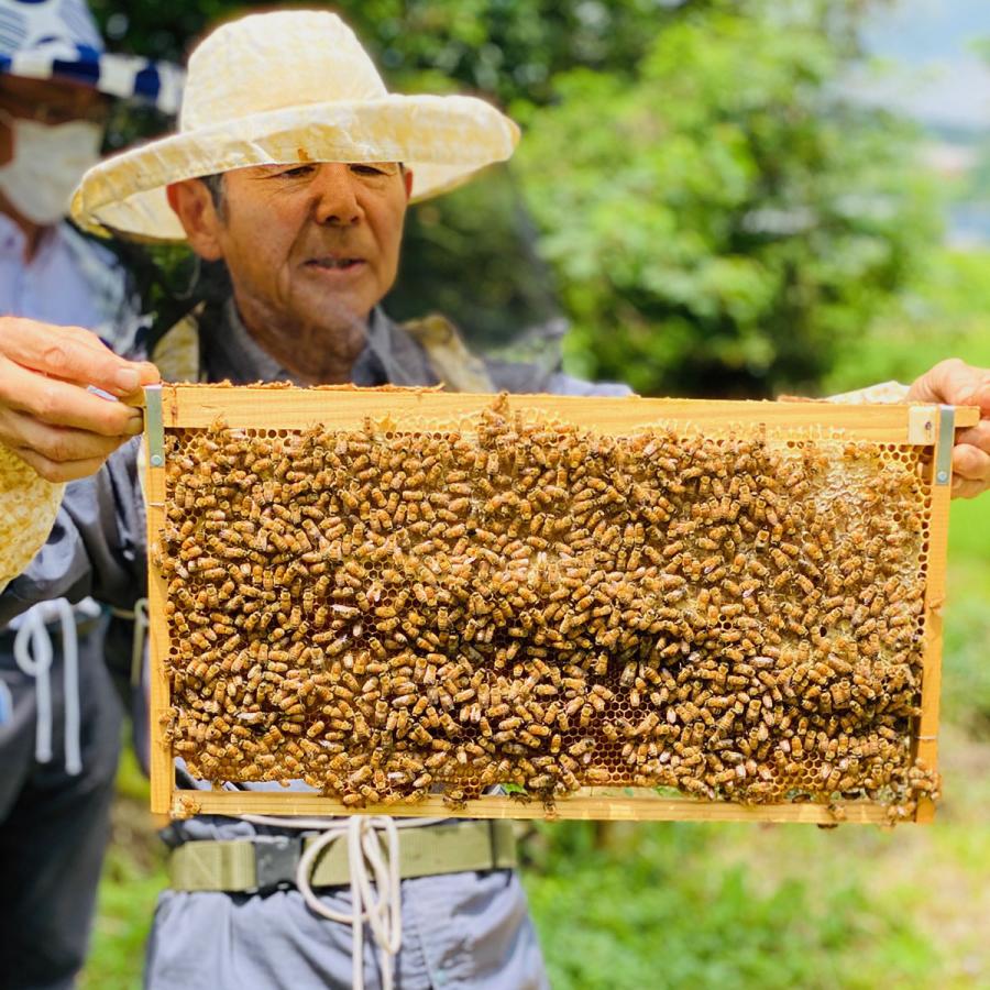 天然100%絞り立て生はちみつ　620g✖️2 MINOKAMO HONEY 百花蜜 瓶 200g 生はちみつ 純粋 100% 非加熱 美濃加茂