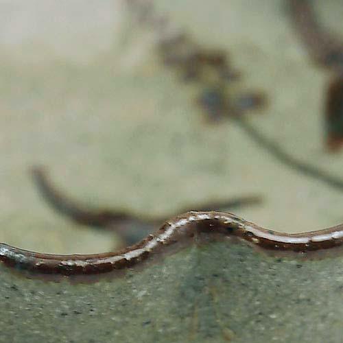 唐津焼：絵唐津しょうゆ皿No.2・中村恵子《豆皿・9.0cm》 |  | 02