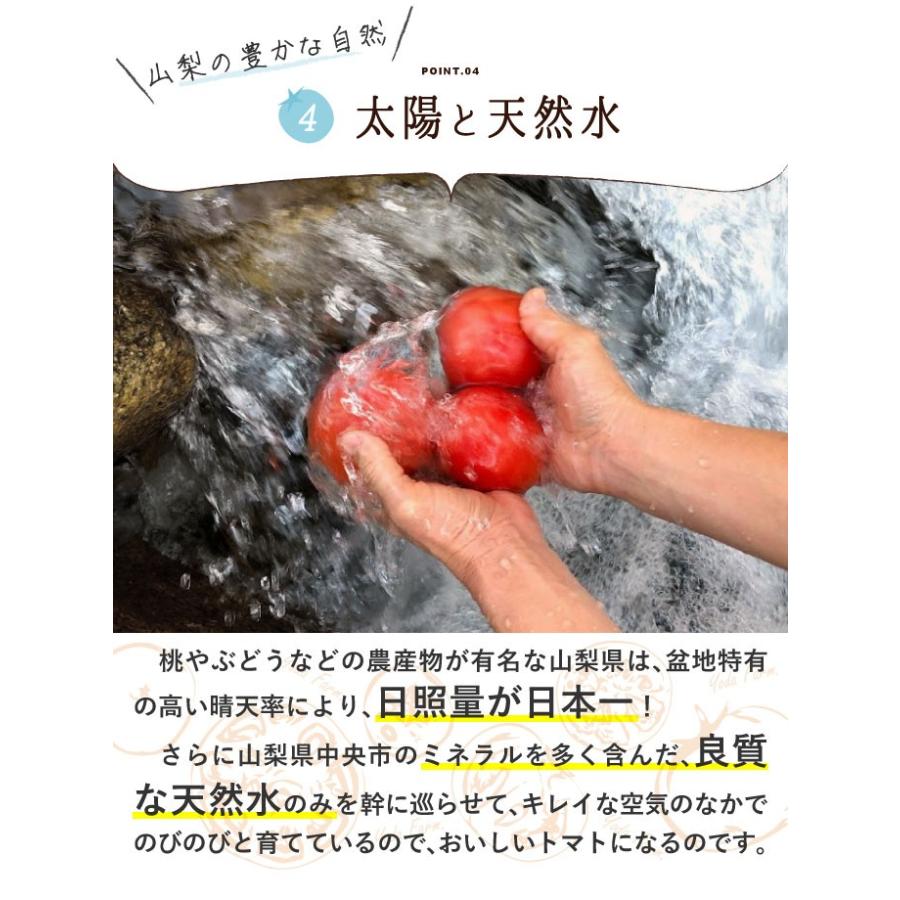 約1kg トマト 【予約】 10月中下旬より順次発送 ありがとう春作完売 送料無料【おまけ付き】プレゼント 桃太郎トマト ヨダファーム 贈答用 ランキング1位 tomato :tomato-1:ヨダファーム トマトひと筋半世紀 - 通販 - Yahoo!ショッピング 約1kg トマト 【予約】 10月中下旬より順次発送 ありがとう春作完売 送料無料【おまけ付き】プレゼント 桃太郎トマト ヨダファーム 贈答用 ランキング1位 tomato :tomato-1:ヨダファーム トマトひと筋半世紀 - 通販 - Yahoo!ショッピング