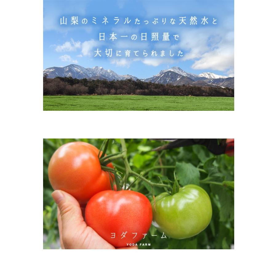 約2kg トマト 【予約】 10月中下旬より順次発送 ありがとう春作完売 送料無料【おまけ付き】プレゼント 桃太郎トマト ヨダファーム 贈答用 ランキング1位 tomato :tomato-2:ヨダファーム トマトひと筋半世紀 - 通販 - Yahoo!ショッピング 約2kg トマト 【予約】 10月中下旬より順次発送 ありがとう春作完売 送料無料【おまけ付き】プレゼント 桃太郎トマト ヨダファーム 贈答用 ランキング1位 tomato :tomato-2:ヨダファーム トマトひと筋半世紀 - 通販 - Yahoo!ショッピング