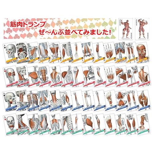 30 Off 筋肉トランプ ラウンドフラット カードゲーム かるた カルタ 筋肉イラスト メール便送料無料 Sooperchef Pk