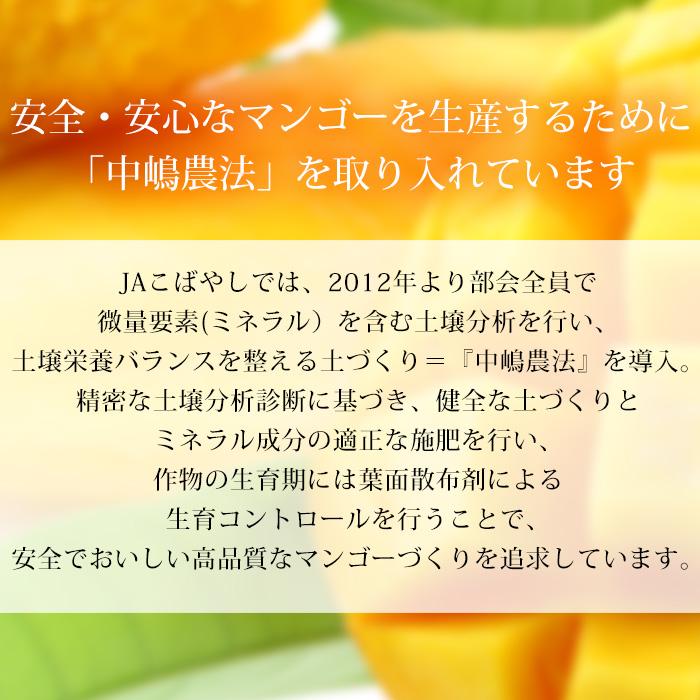 マンゴー 太陽のタマゴ 宮崎県産 青秀 4Lサイズ 2玉 爆買 : 産直