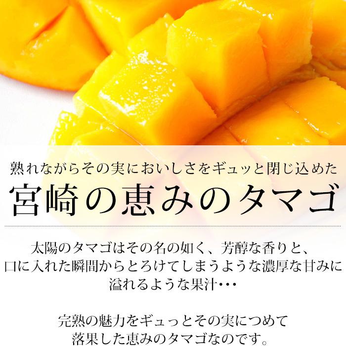 マンゴー 太陽のタマゴ 宮崎県産 青秀 4Lサイズ 2玉 爆買 : 産直