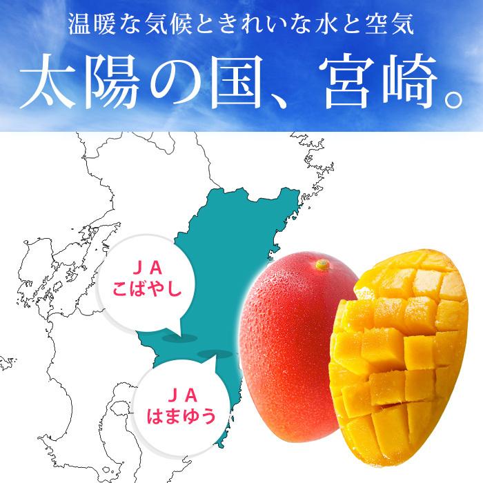 マンゴー 太陽のタマゴ 宮崎県産 青秀 4Lサイズ 2玉 爆買 : 産直