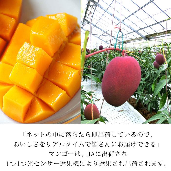 マンゴー 太陽のタマゴ 宮崎県産 青秀 4Lサイズ 2玉 爆買 : 産直