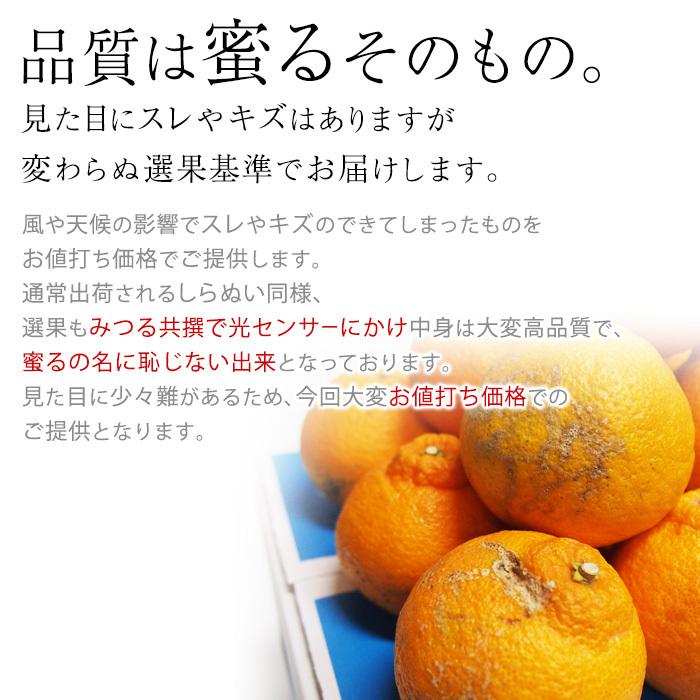 みつる不知火 しらぬい 愛媛県産 訳あり 約10kg L〜3Lサイズ 32〜50玉