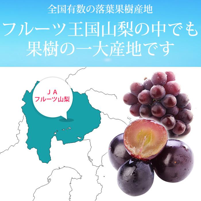 ぶどう 山梨県産 種なし 巨峰 優アップ 約1.2kg 2房 露地栽培