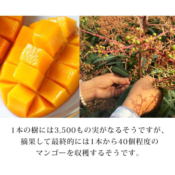 宮崎産 摘果マンゴー 15キロ 小サイズ 【公式通販】