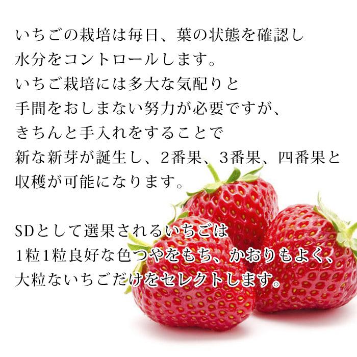イチゴ とちおとめ Sd 2パック 栃木県 F 0109 産直プレミアム 通販 Yahoo ショッピング
